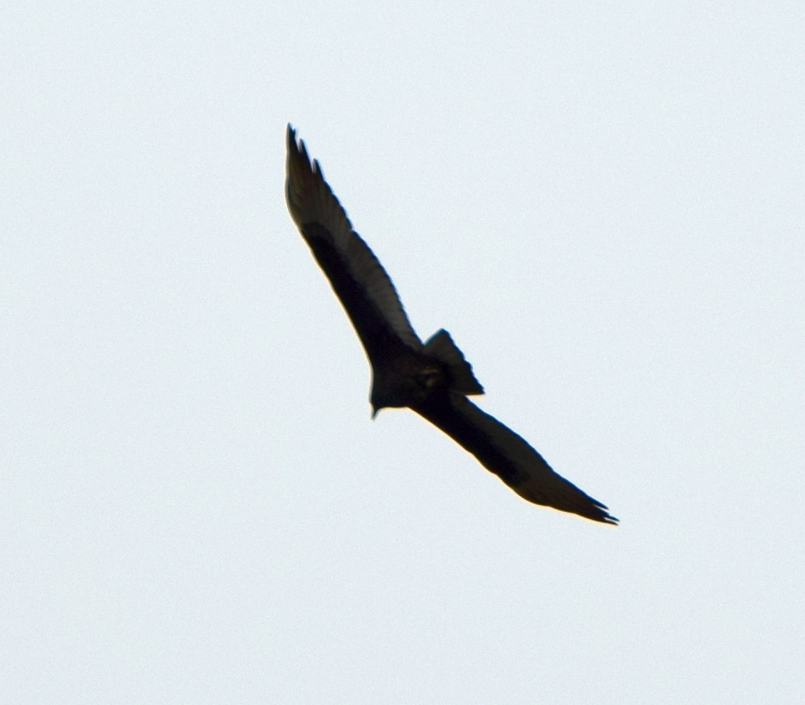 Turkey Vulture - ML642366266