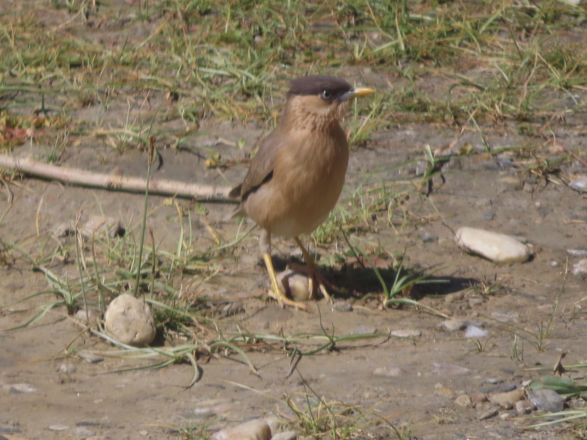 Brahminy Starling - ML642366291