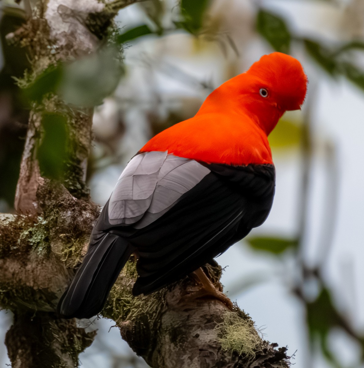 Andean Cock-of-the-rock - ML642366296