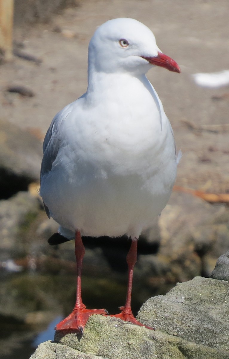 Silver Gull (Silver) - ML642366303