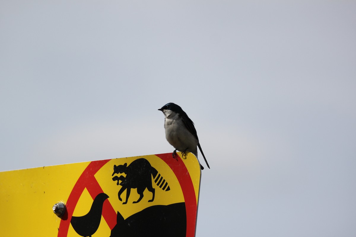 Tree Swallow - ML642366305