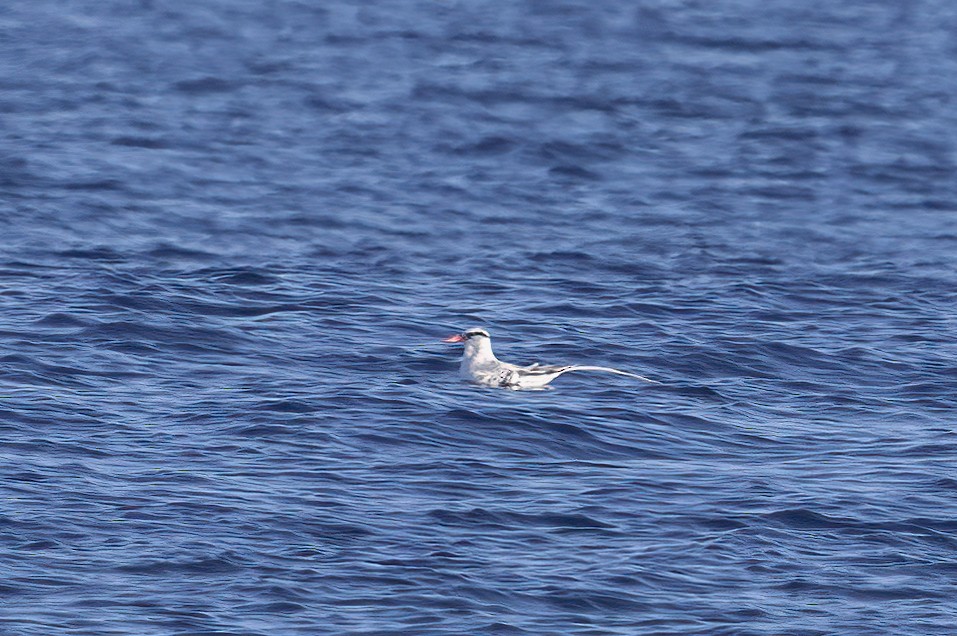 Red-billed Tropicbird - ML642366306