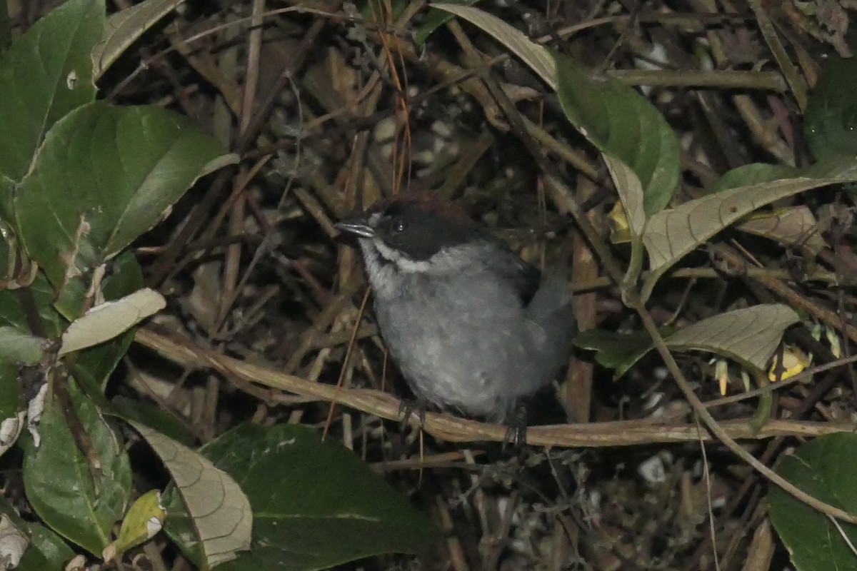 Northern Slaty Brushfinch - ML642366316