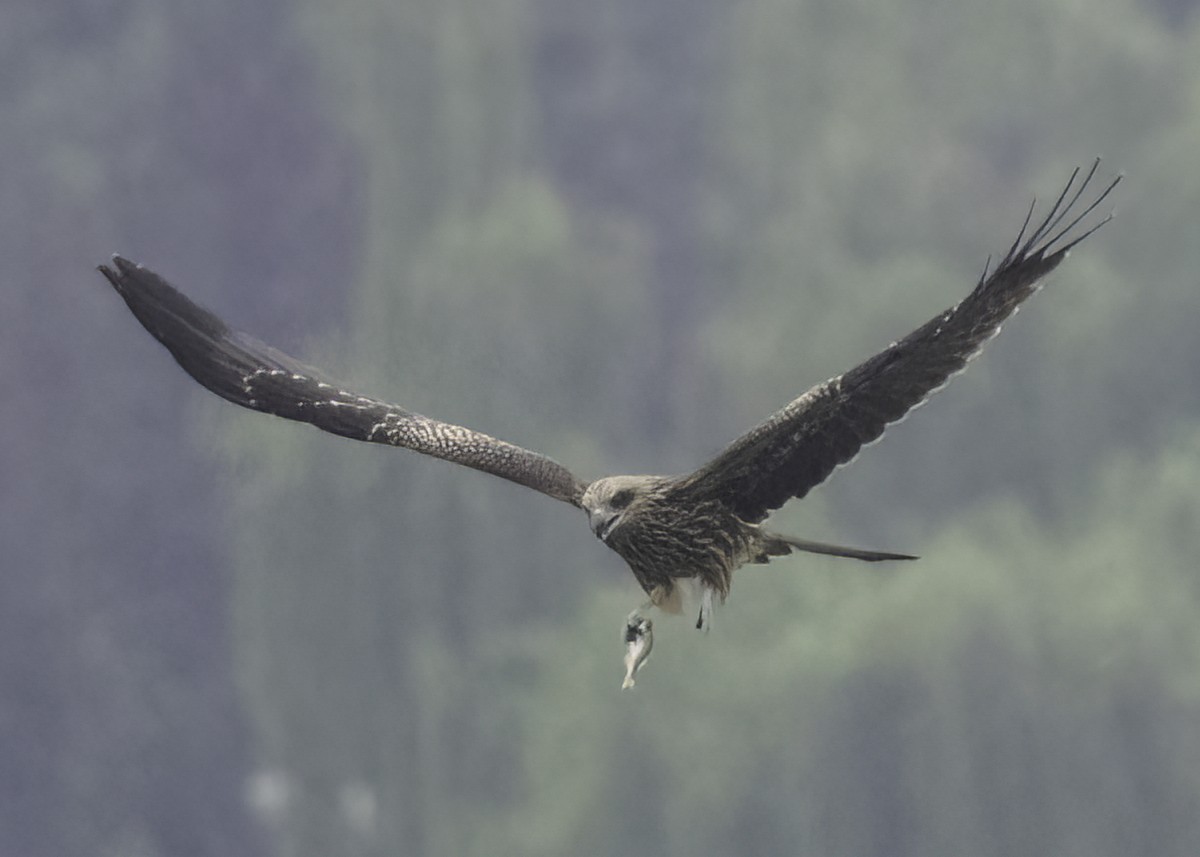 Black Kite - ML642366317