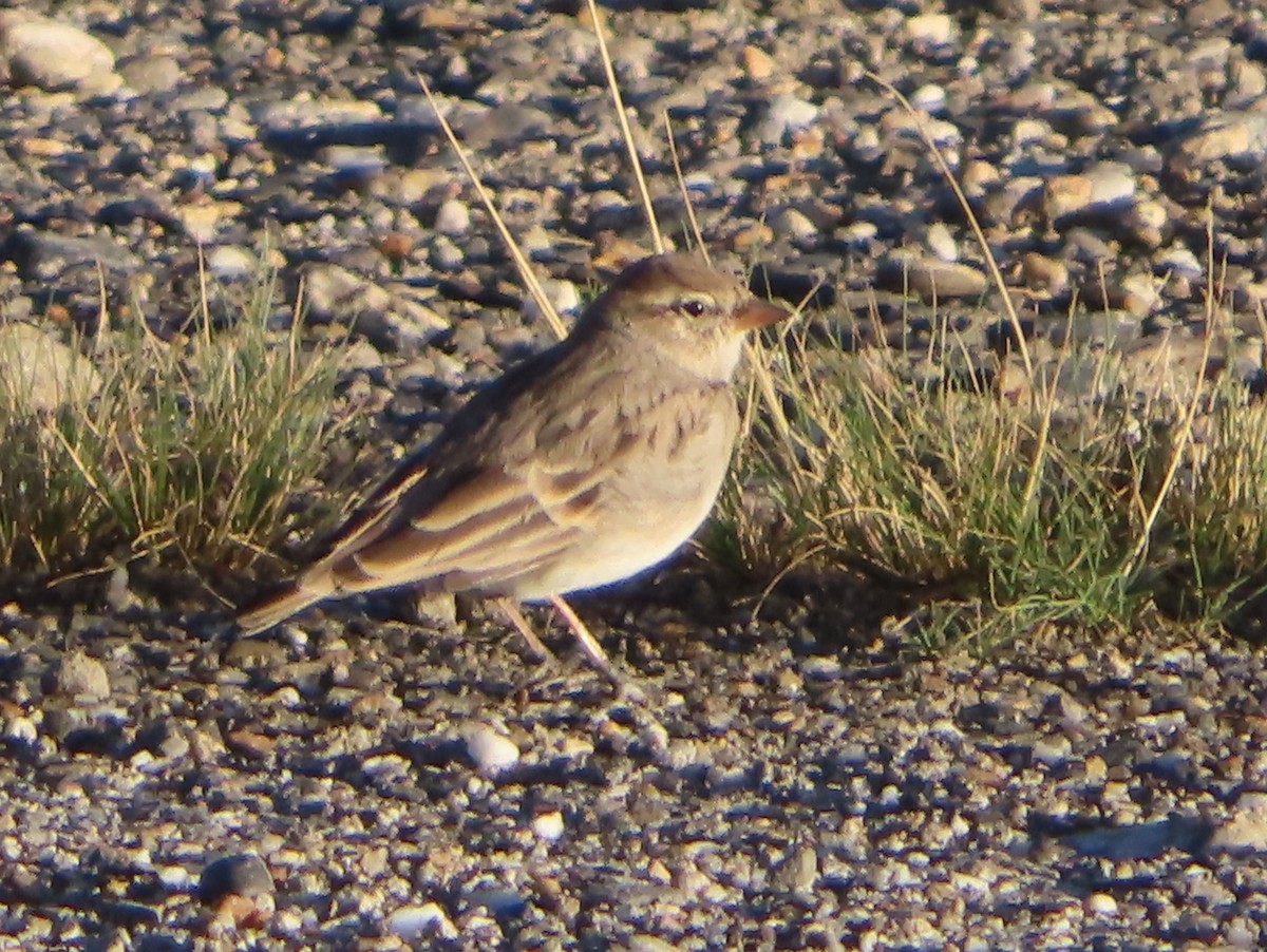 Hume's Lark - ML642366318