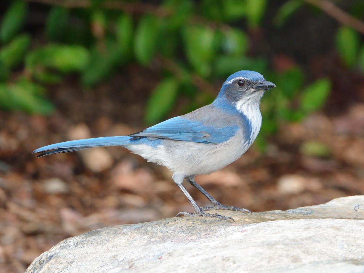 California Scrub-Jay - ML642366321
