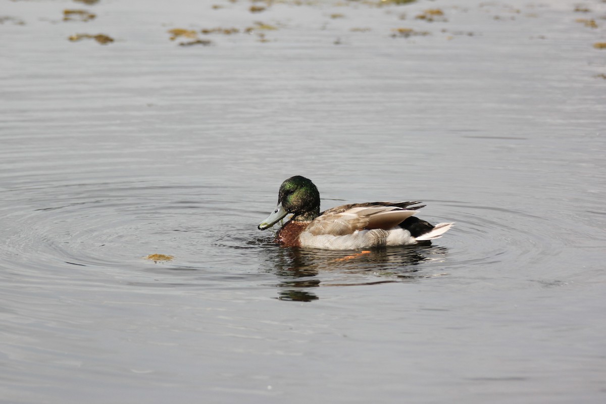 Mallard - ML642366326
