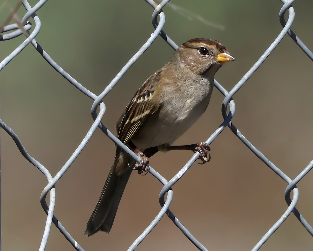 White-crowned Sparrow - ML642366327