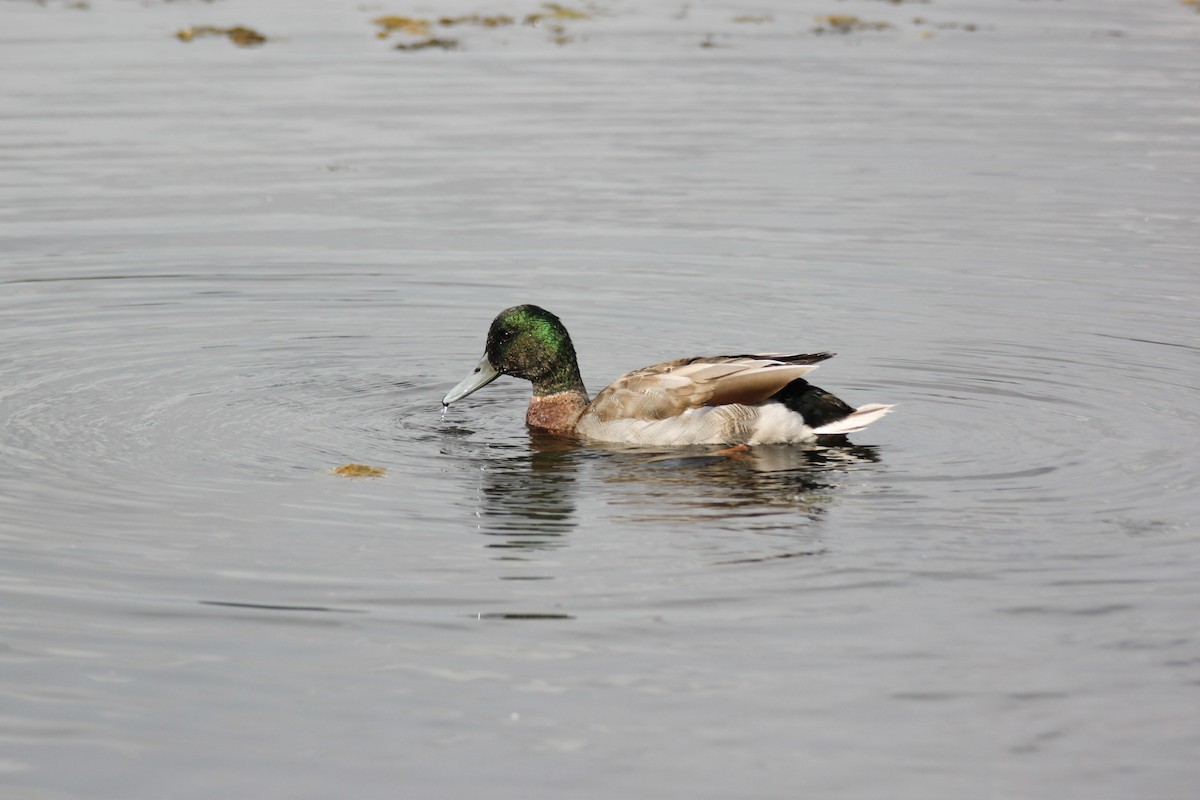 Mallard - ML642366328