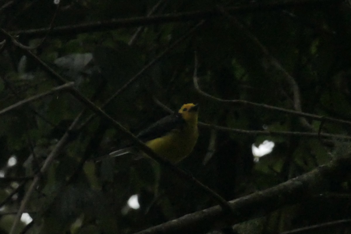 Golden-fronted Redstart - ML642366329