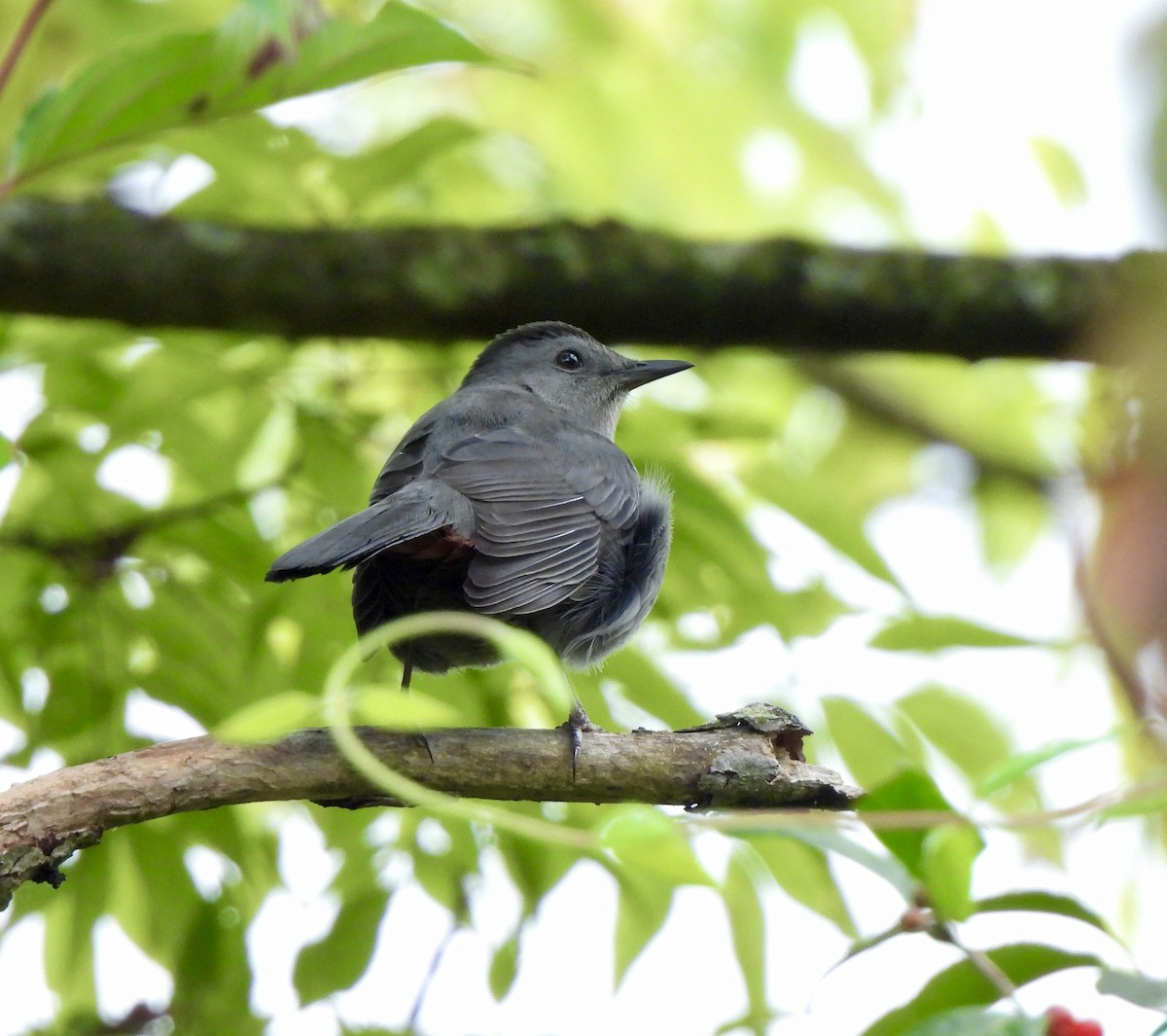Gray Catbird - ML642366345