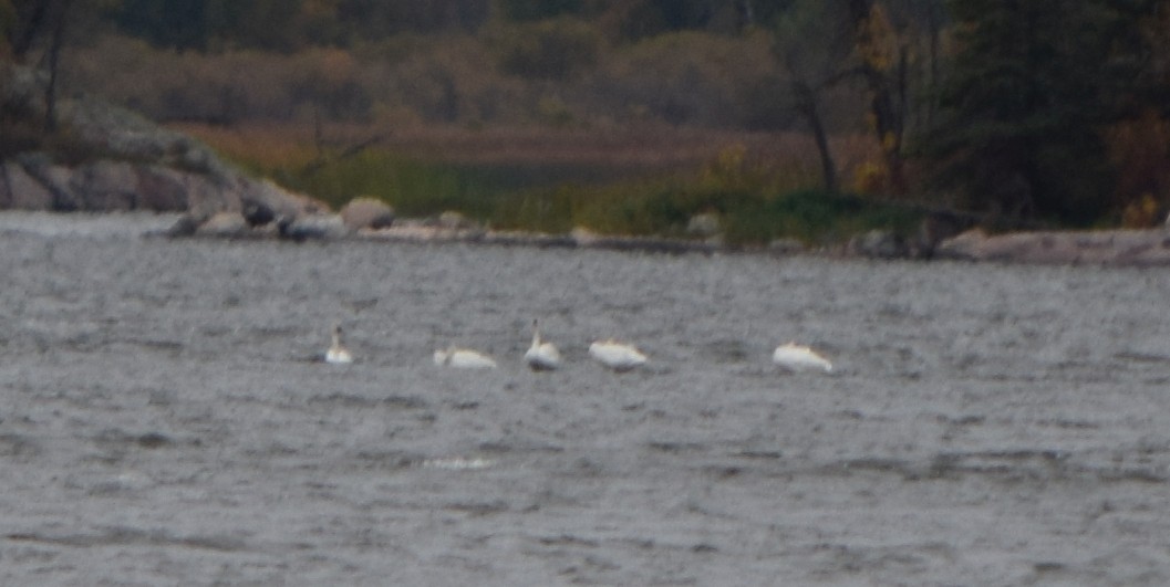 swan sp. - ML642366346