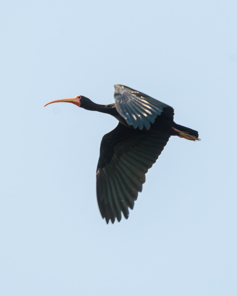 Bare-faced Ibis - ML642366347