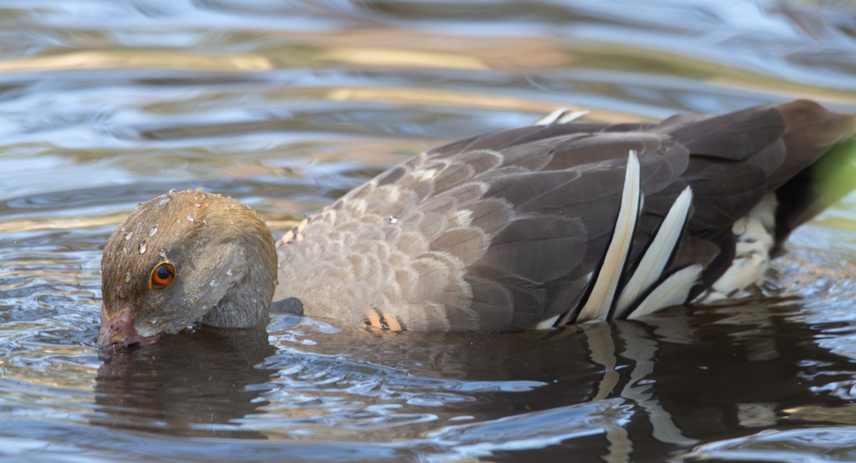 Plumed Whistling-Duck - ML642366348