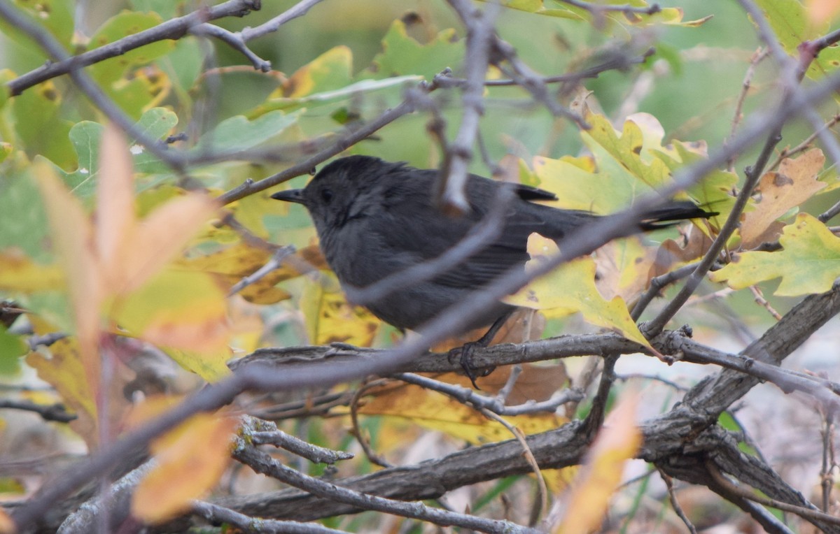 Gray Catbird - ML642366351
