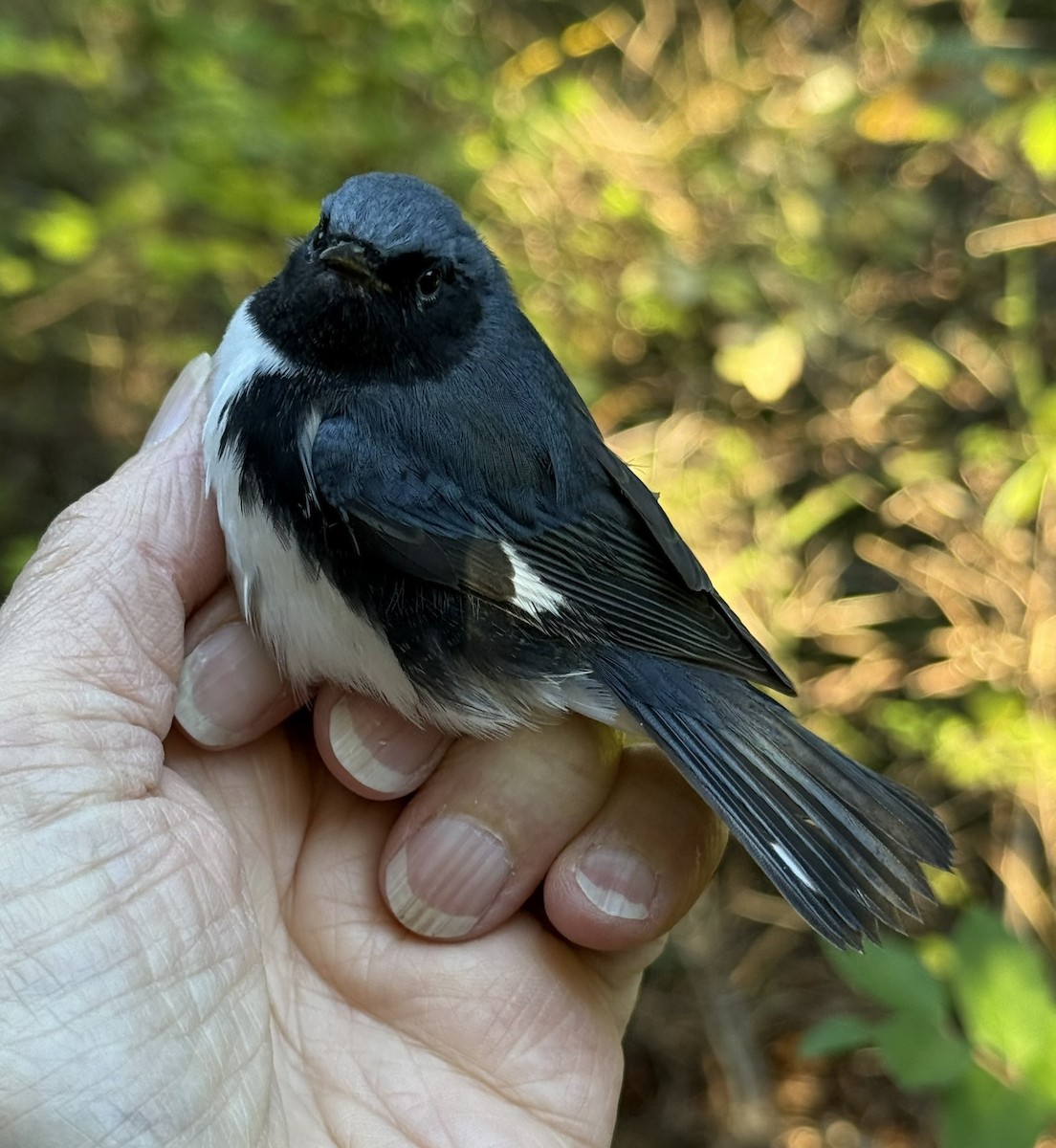Black-throated Blue Warbler - ML642366352