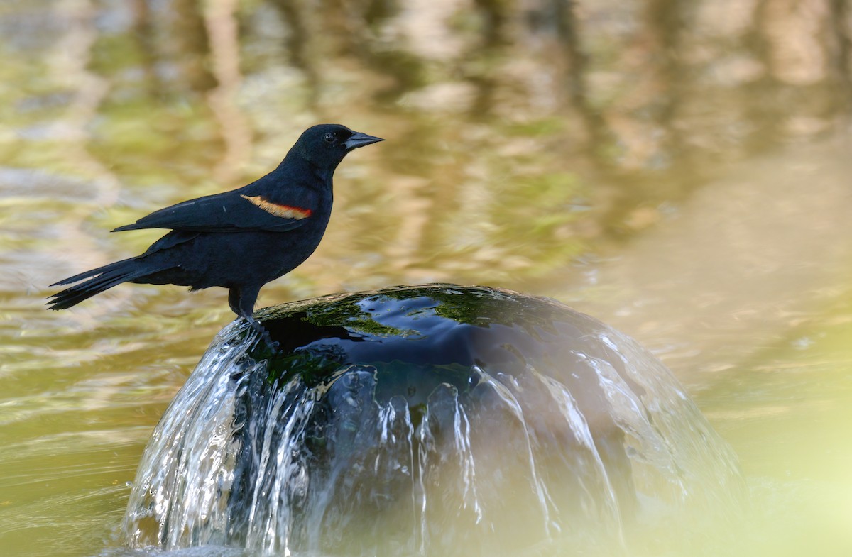 Red-winged Blackbird (Red-winged) - ML642366353