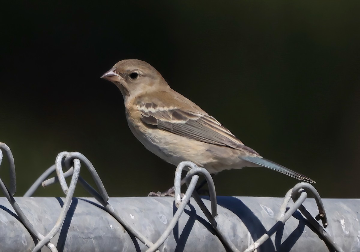 Lazuli Bunting - ML642366354