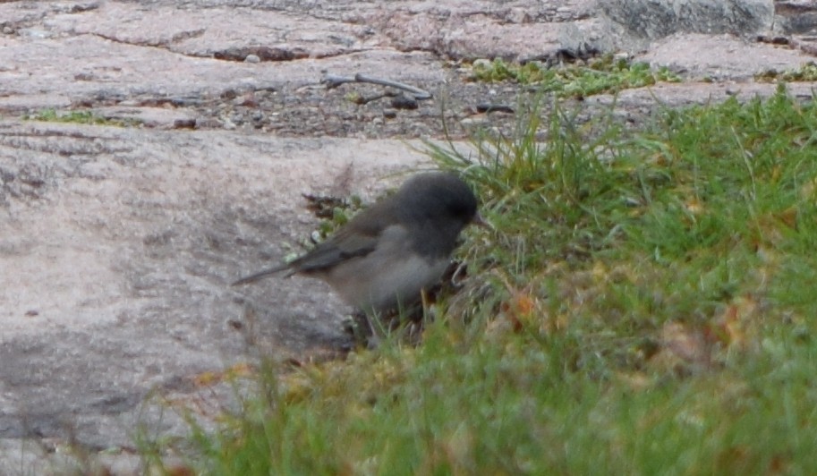 Dark-eyed Junco - ML642366355