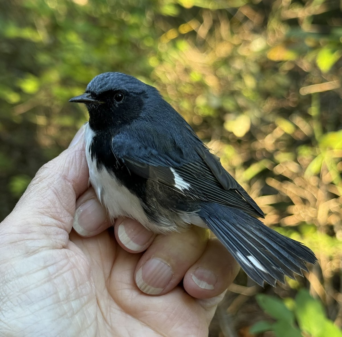 Black-throated Blue Warbler - ML642366356