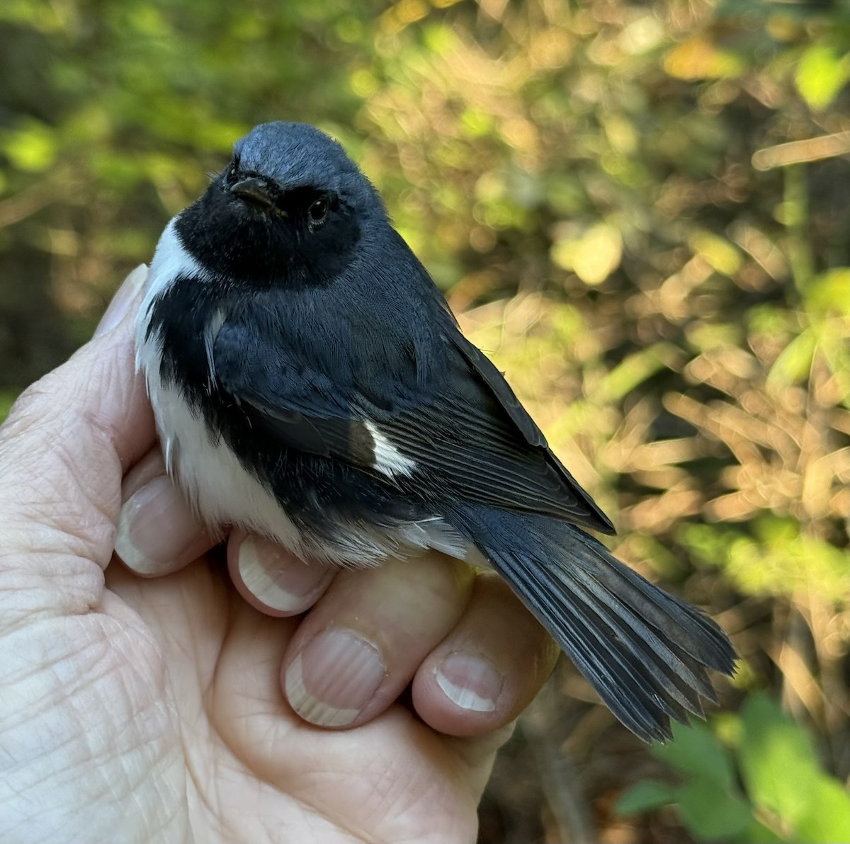 Black-throated Blue Warbler - ML642366357