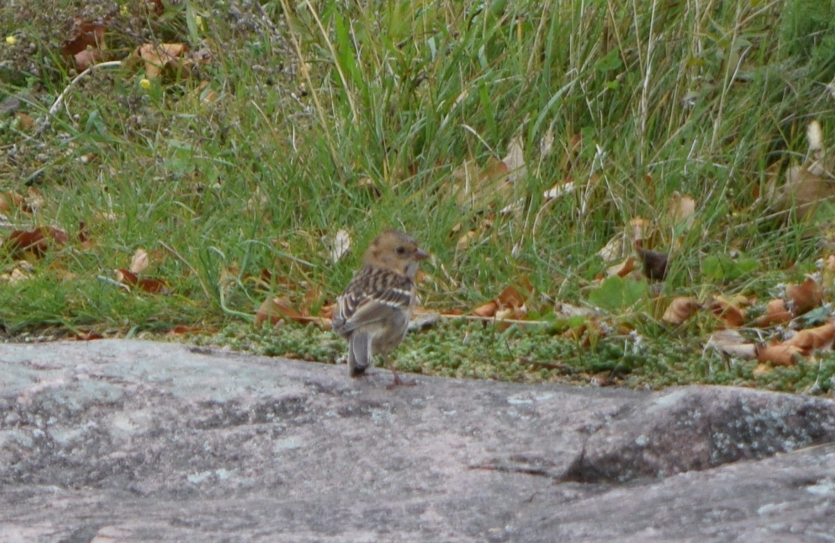 Harris's Sparrow - ML642366358