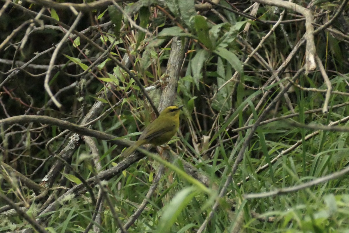 Black-crested Warbler - ML642366361