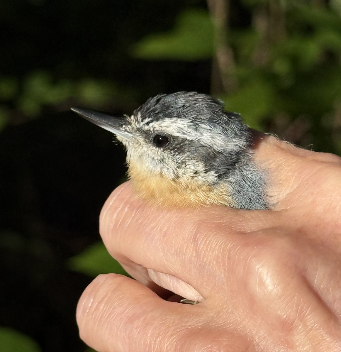 Red-breasted Nuthatch - ML642366362