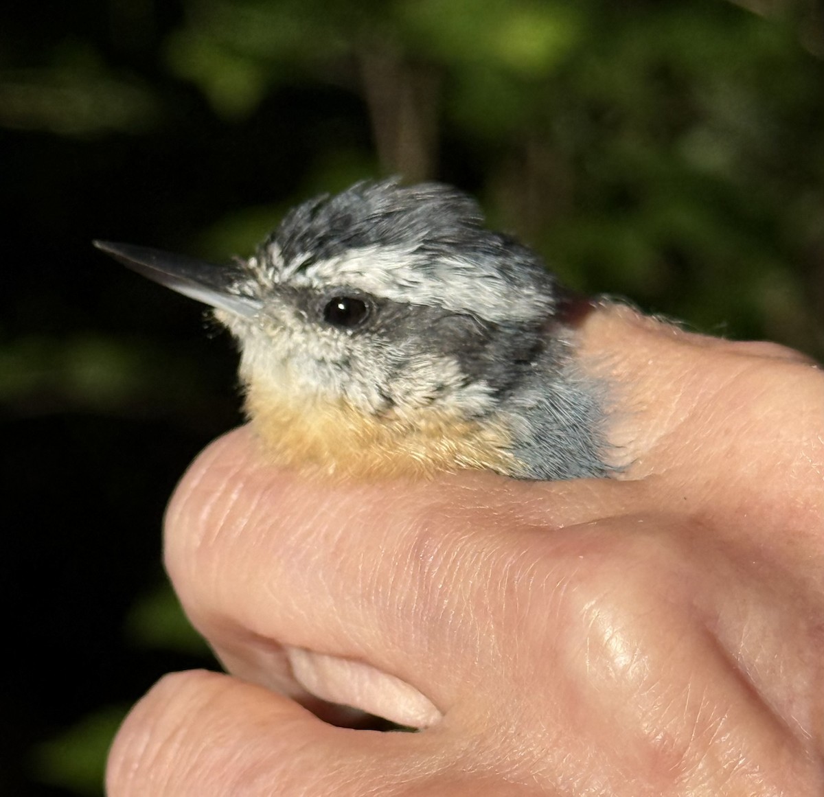 Red-breasted Nuthatch - ML642366363