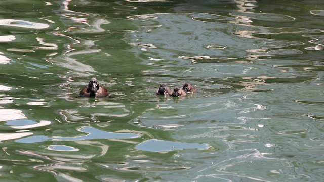 Andean Duck - ML642366369