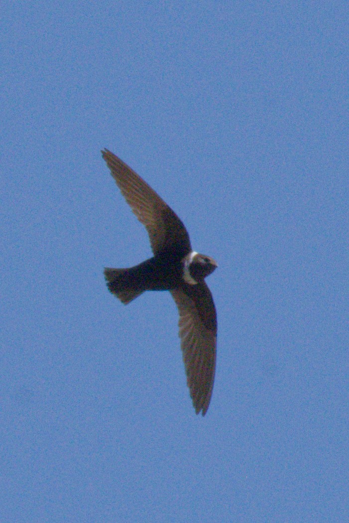 クビワアマツバメ - ML642366370