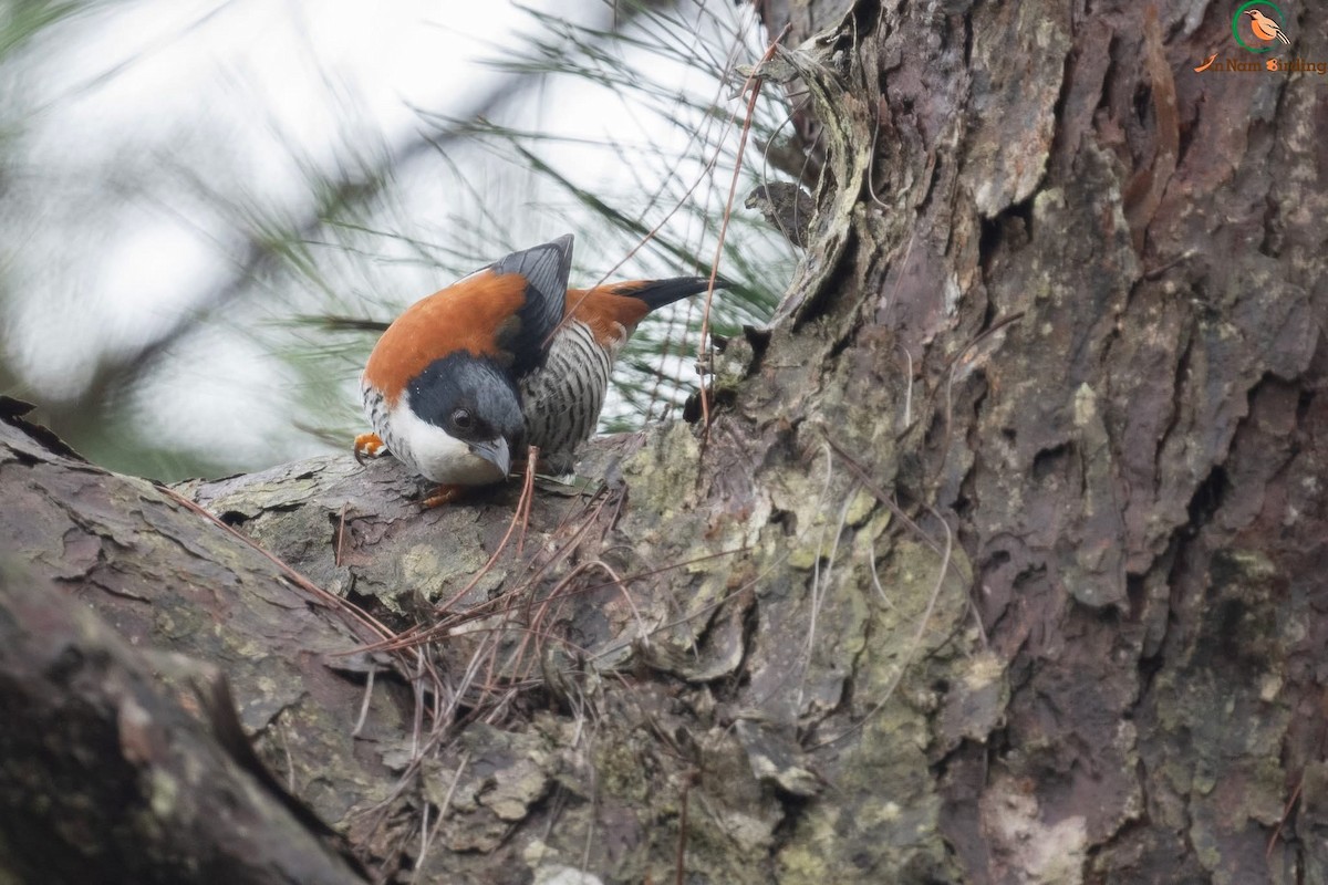 Vietnamese Cutia - ML642366372