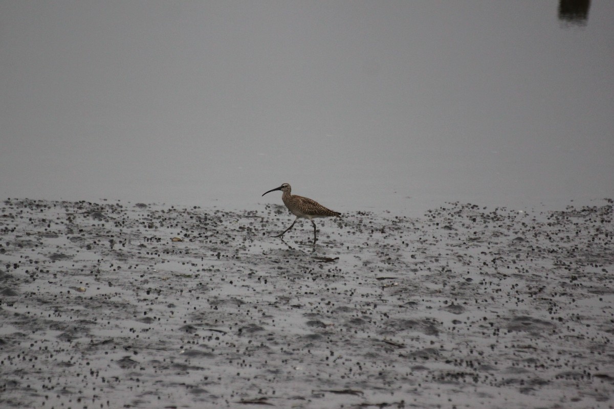 Whimbrel - ML642366382