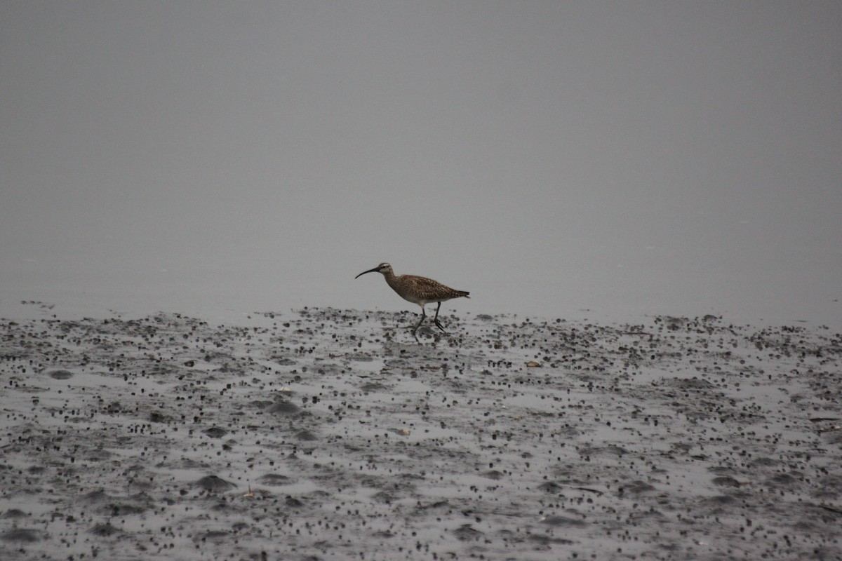 Whimbrel - ML642366383