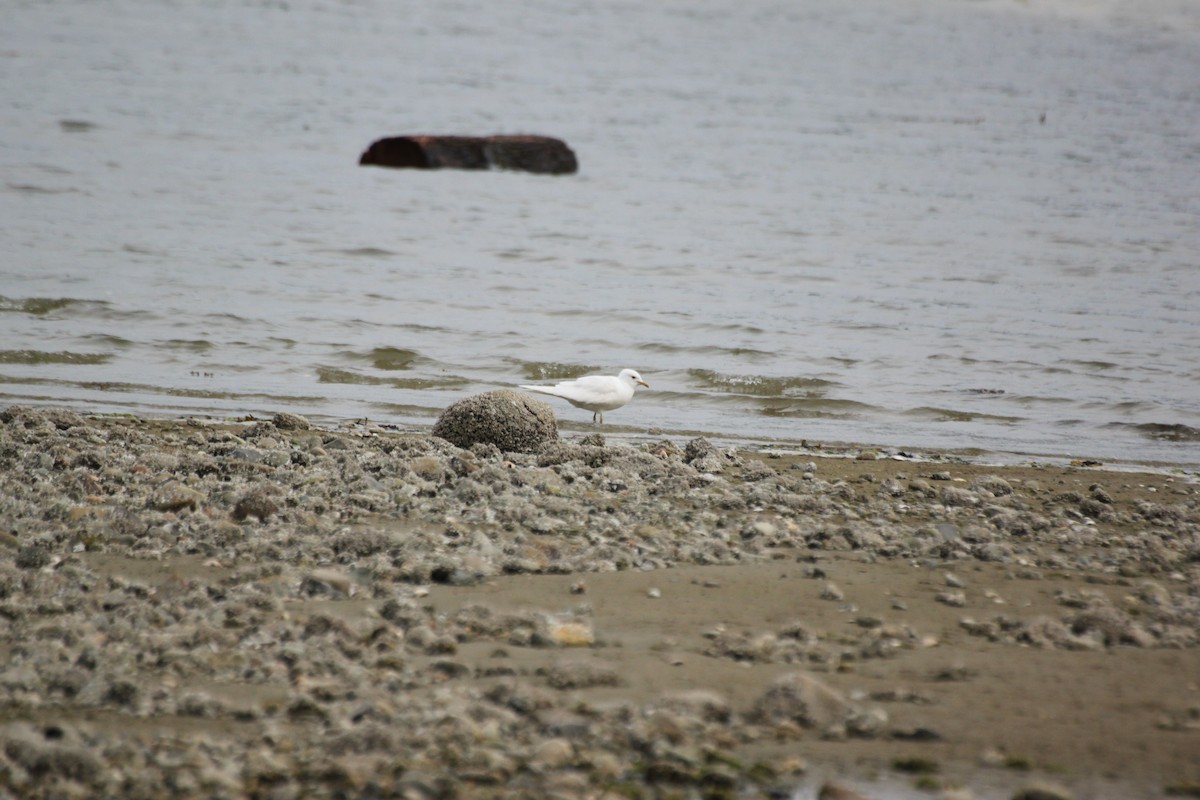 Short-billed Gull - ML642366392