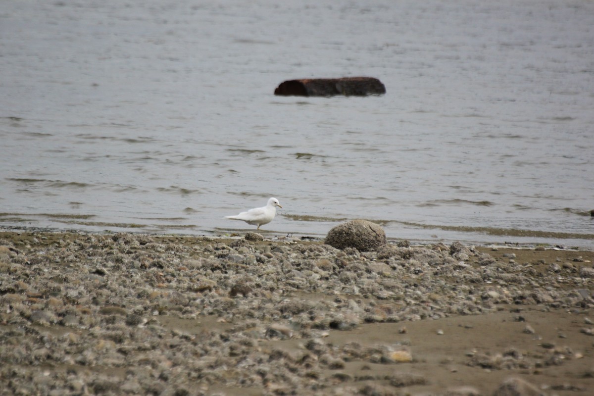 Short-billed Gull - ML642366393