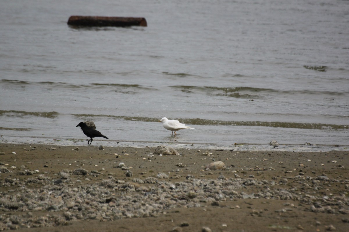Short-billed Gull - ML642366395
