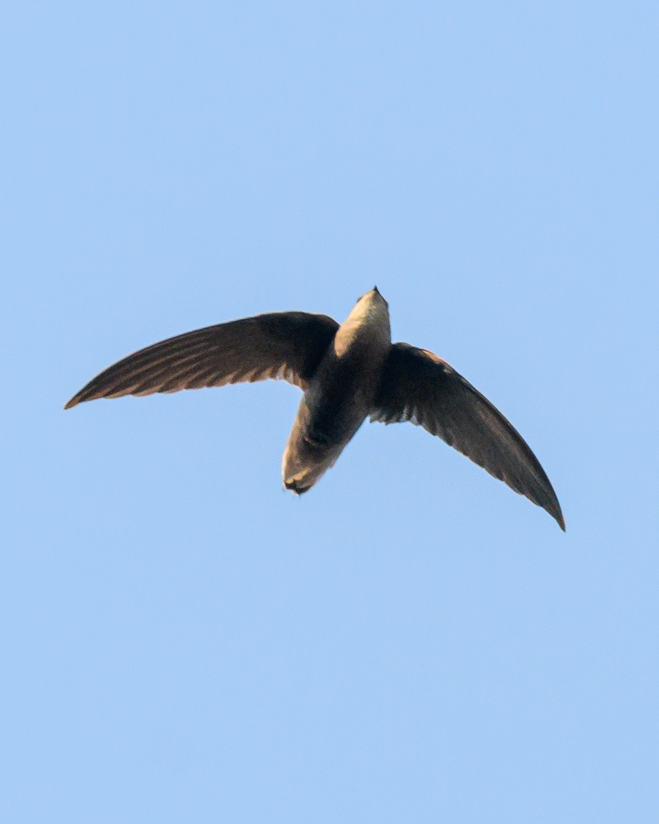 Sick's Swift - ML642366409