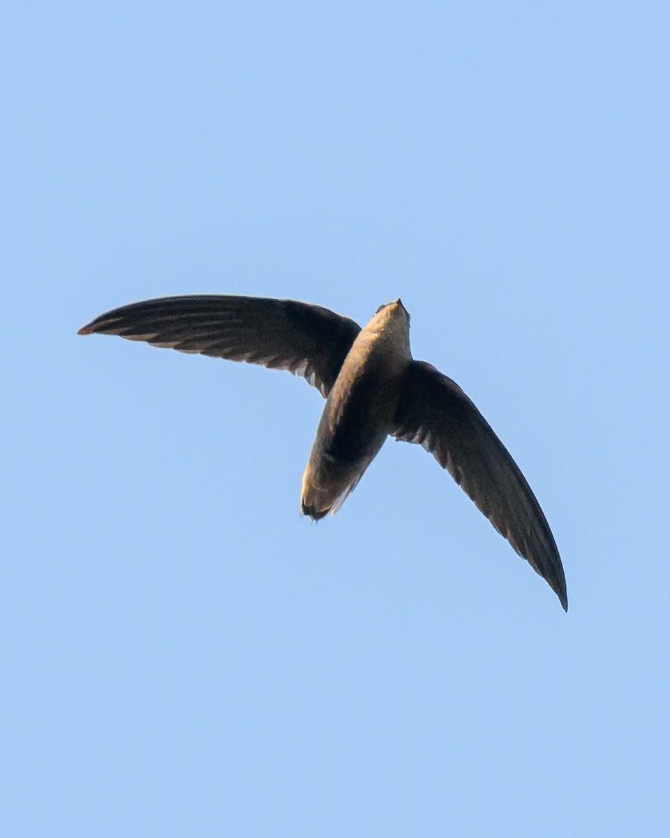 Sick's Swift - ML642366410