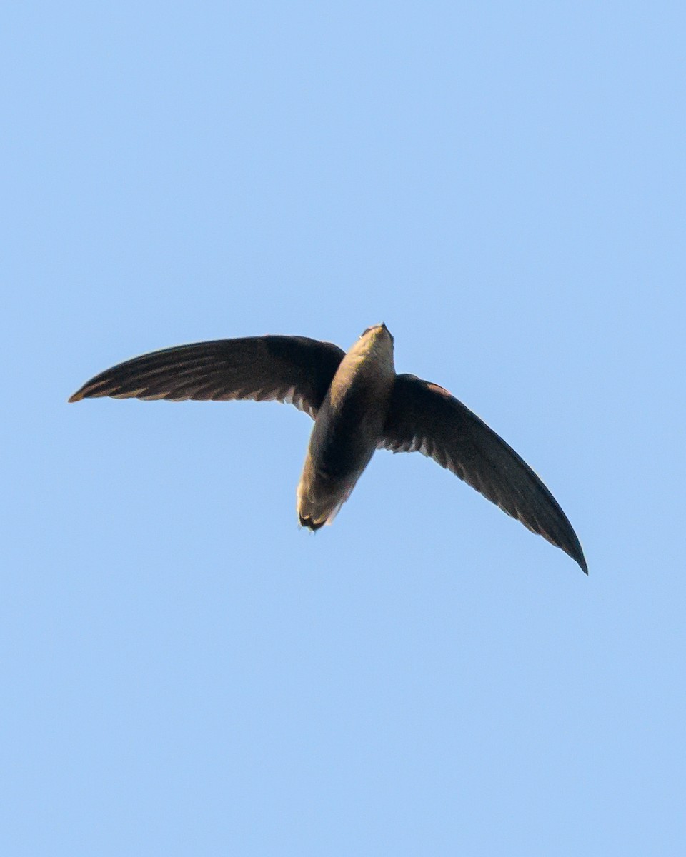 Sick's Swift - ML642366411