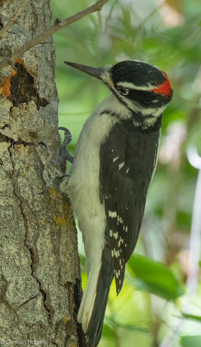 Hairy Woodpecker - ML642366421