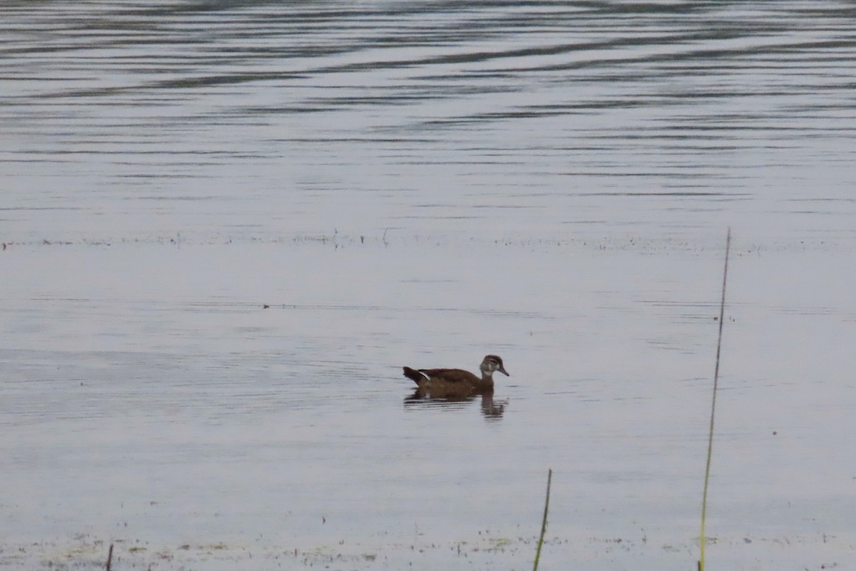 Wood Duck - ML642366429