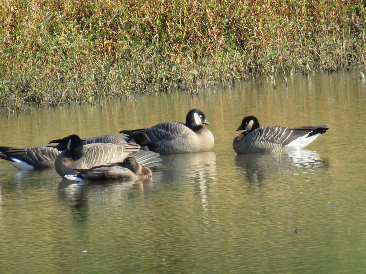 Cackling Goose (minima) - ML642366432