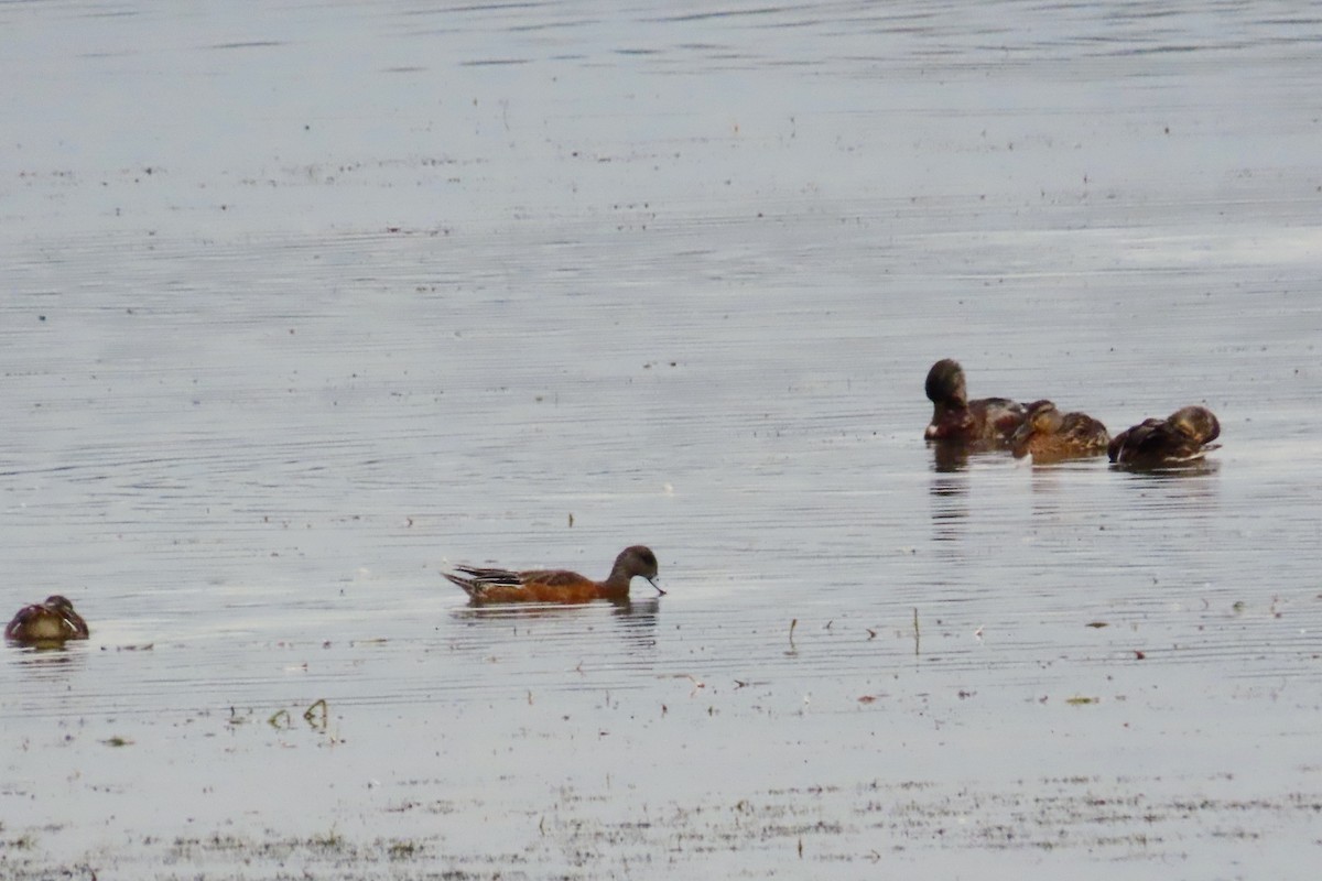 American Wigeon - ML642366436