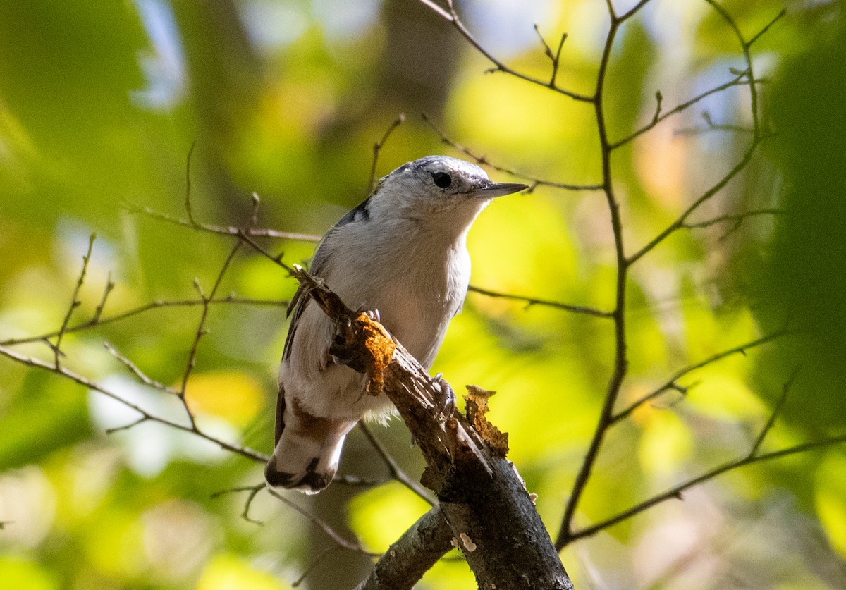 White-breasted Nuthatch - ML642366437