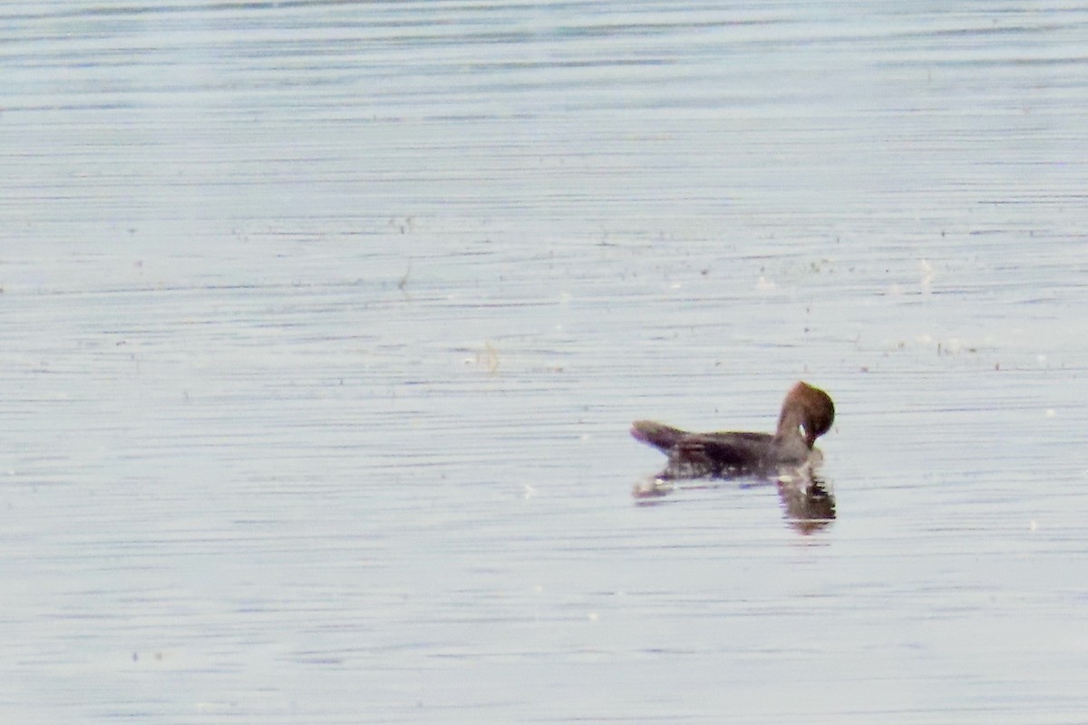 Hooded Merganser - ML642366439