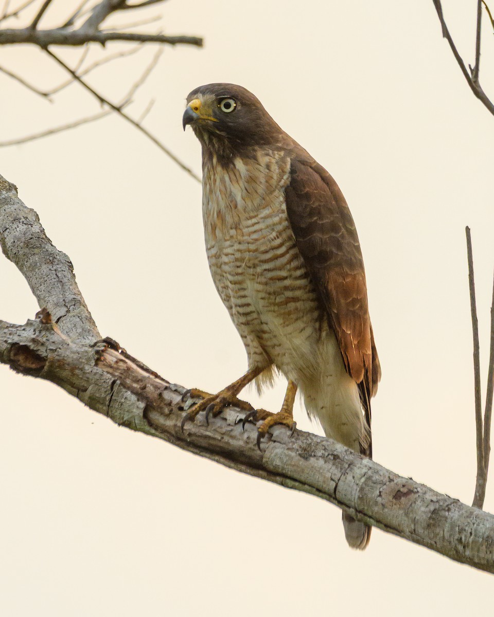 Roadside Hawk - ML642366441
