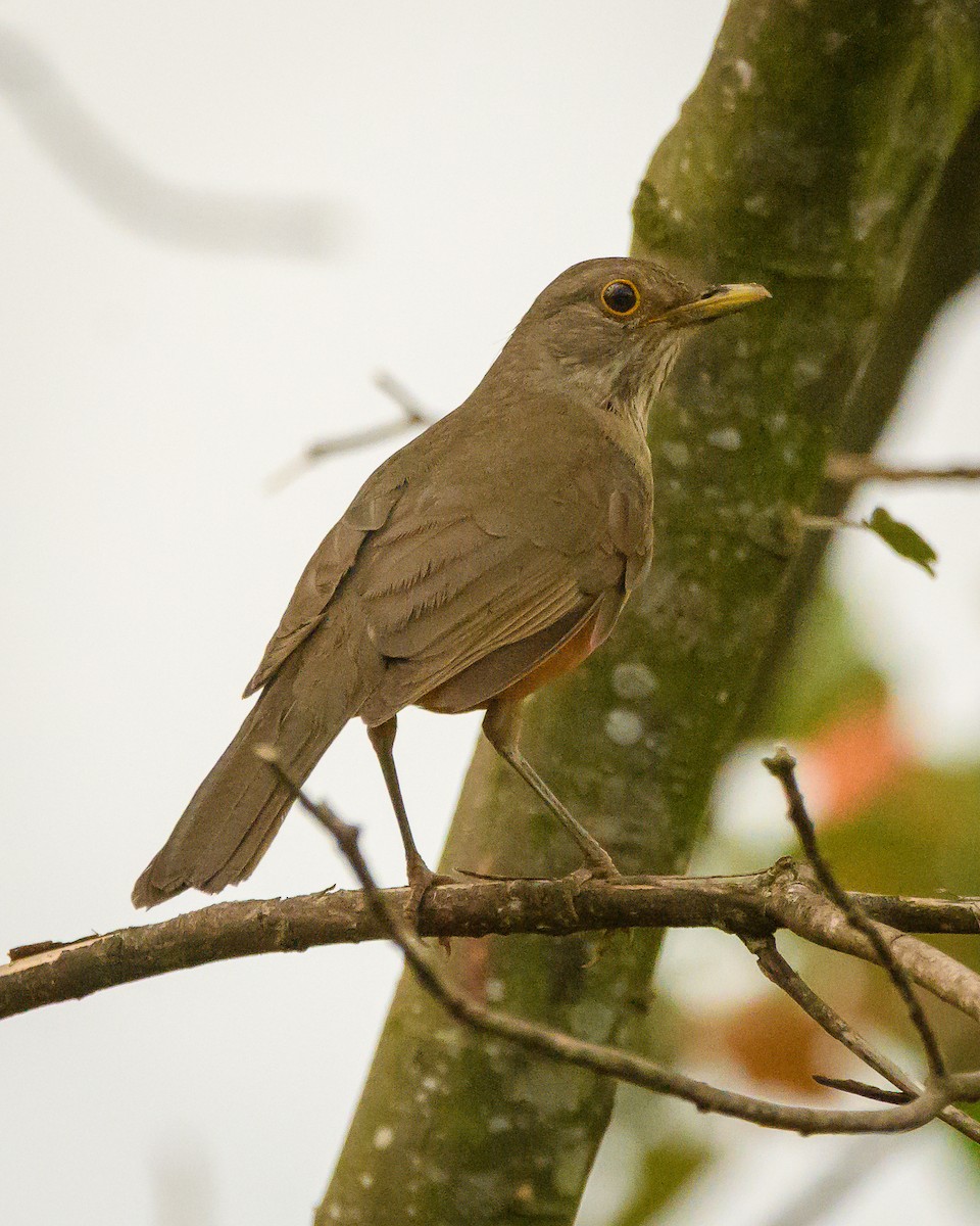 Rufous-bellied Thrush - ML642366443