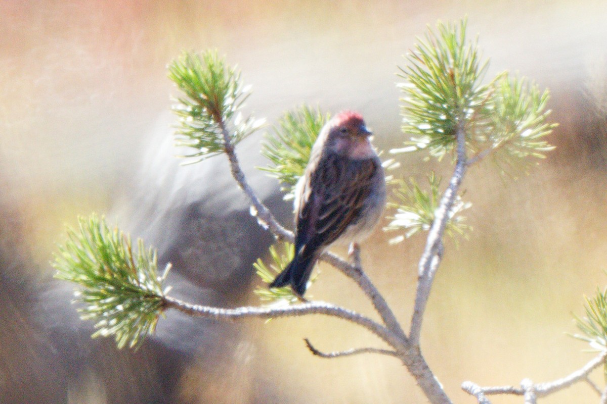 Cassin's Finch - ML642366444
