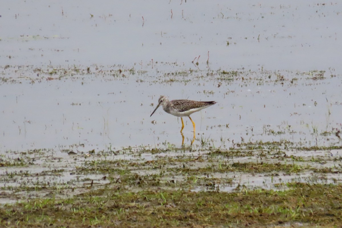 Greater Yellowlegs - ML642366447